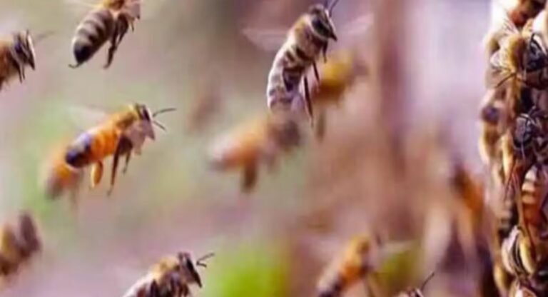 Bees On Border : सीमेवर मधमाशाही तैनात केल्या जाणार, गुन्हेगारी रोखण्यासाठी बीएसएफची नवीन योजना नेमकी काय आहे, जाणून घ्या…