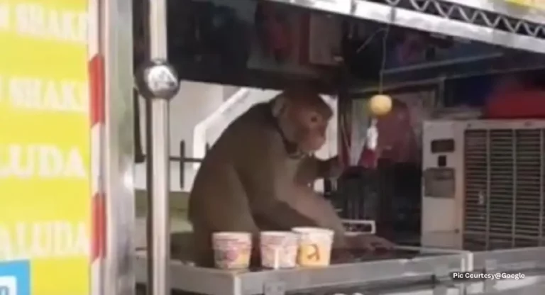 Monkey Bites : आइस्क्रीम खाता येईना म्हणून माकडाचा सात जणांना चावा