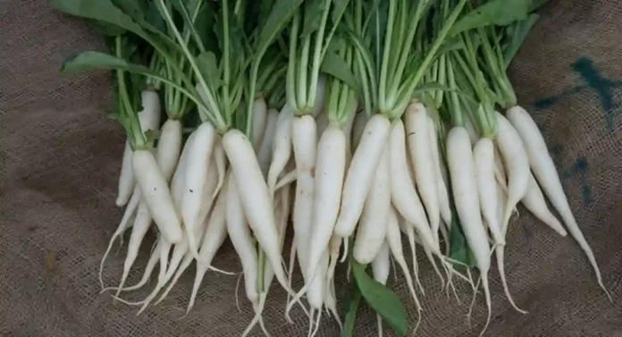 Radish Vegetable Benefits : मुळ्याच्या भाजीचे 'हे' आरोग्यदायी फायदे तुम्हाला चकित करतील...