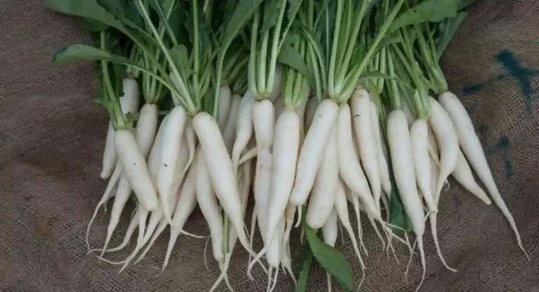 Radish Vegetable Benefits : मुळ्याच्या भाजीचे ‘हे’ आरोग्यदायी फायदे तुम्हाला चकित करतील…