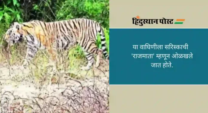 Sariska Tiger Reserve: भारतातील सर्वात वृद्ध वाघिणीचा आजारामुळे मृत्यू