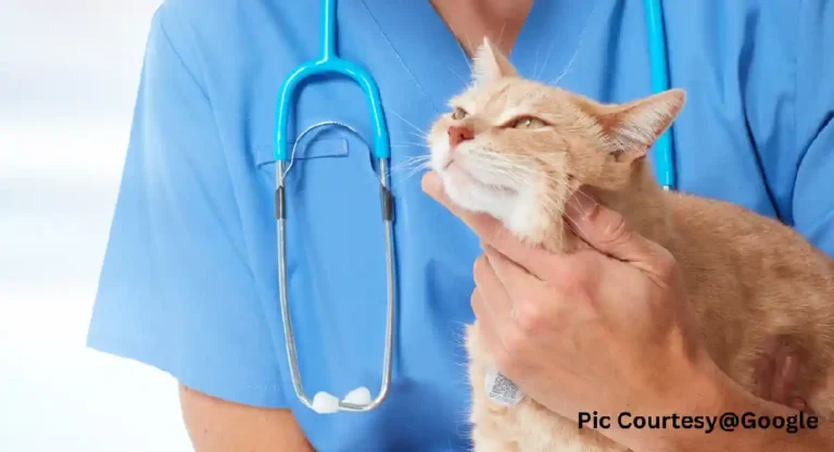 Veterinary Hospital : महालक्ष्मीतील पशुवैद्यकीय रुग्णालय मार्च महिन्यात होणार सुरु