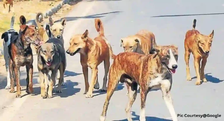 World Rabies Day : भटक्या श्वानांचे २८ सप्टेंबर २०२४ पासून अँटी रेबीज लसीकरण