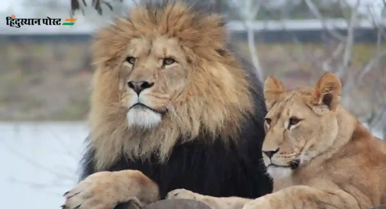 Sita Lioness : सिंहांच्या नावावरून हिंदुंचा अवमान; विश्व हिंदू परिषद पोहोचली कोर्टात