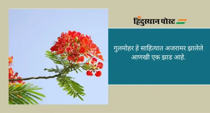 Gulmohar Tree : गुलमोहराचे झाड; परंपरा, औषधी गुण आणि सौंदर्याचा अद्भुत मिलाफ 