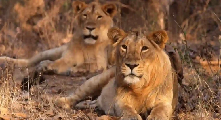 Gir National Park : आशियाई सिंहांच्या संवर्धनासाठी आंतरराष्ट्रीय स्तरावर नावाजलेले ‘हे’ उद्यान तुम्हाला माहिती आहे का ?