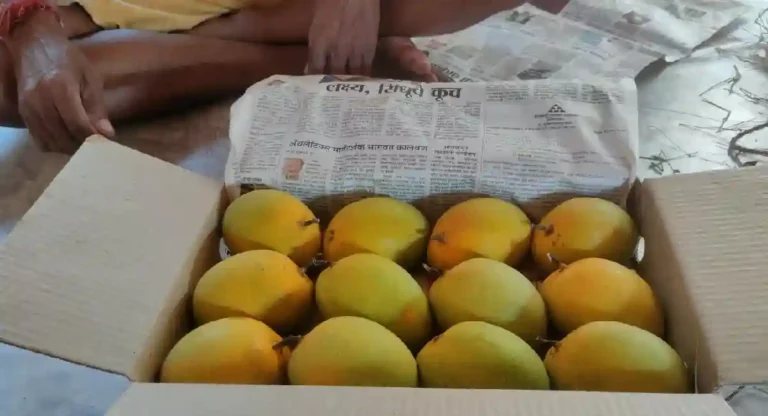 Alphonso Mango : ११ दिवसांत हापूसच्या १.८ लाख पेट्या एपीएमसी मार्केटमध्ये दाखल; २० टक्के आंबा विदेशात रवाना