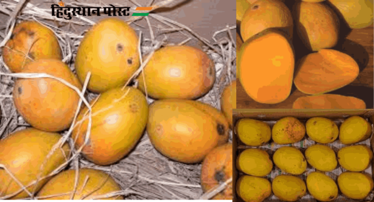 Mango : हापूस आंब्याच्या नावाखाली पुणेकरांची फसवणूक 