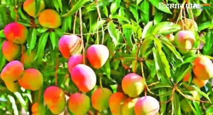 Hapus Mango: वाढत्या उष्णतेचा हापूस आंब्याला फटका, हंगाम लवकर संपणार असल्याचा तज्ज्ञांचा इशारा