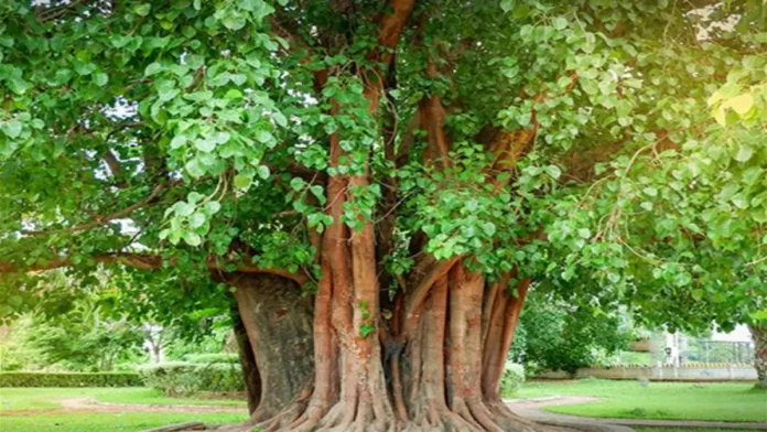 Pipal Tree: २४ तास ऑक्सिजन पुरवणाऱ्या पिंपळाच्या झाडाचे 'हे' उपयोग तुम्हाला माहिती आहेत का?