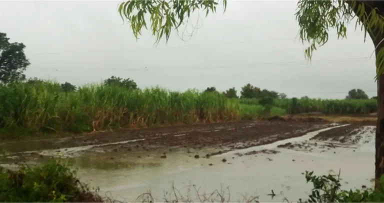 Unseasonal Rain: अवकाळी पावसाने कुठे किती नुकसान? वाचा सविस्तर