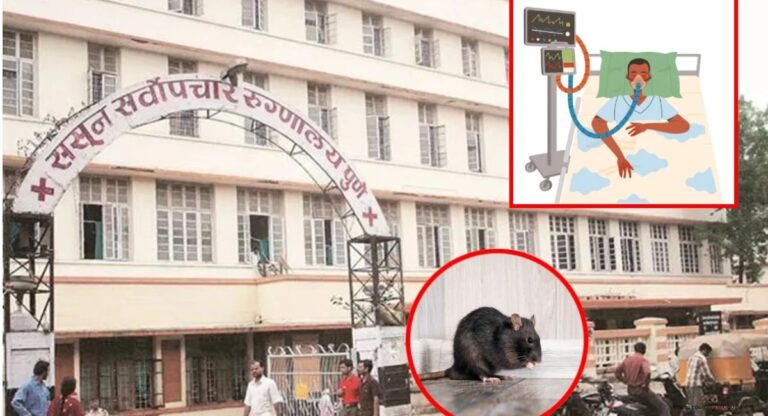 Sassoon Hospital: आयसीयूत उंदीर चावल्याने रुग्णाचा मृत्यू , ससून रुग्णालय प्रशासनाने दिलं ‘हे’ स्पष्टीकरण !