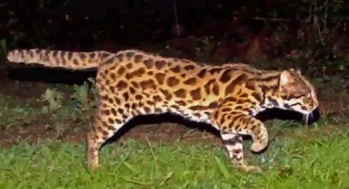 Leopard Cat : महाराष्ट्रातील पेंच व्याघ्र प्रकल्पात आढळले बिबट मांजर