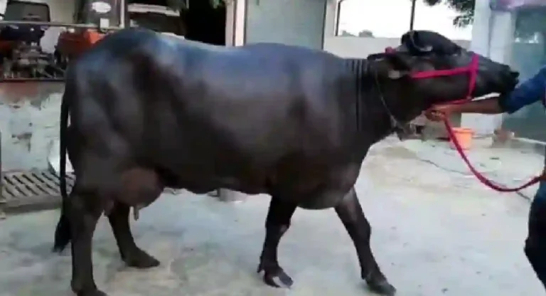 Murrah Buffalo : डेअरी फार्मिंगसाठी प्रसिद्ध 5 जातीच्या म्हैसी 