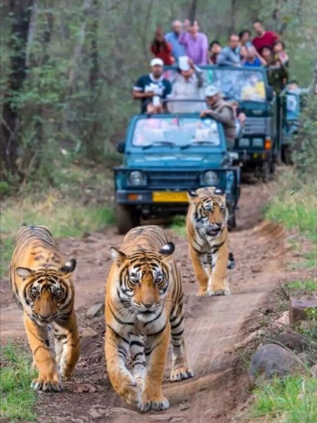 National Parks : भारतातील ‘ही’ राष्ट्रीय उद्याने पावसाळ्यात राहतील बंद