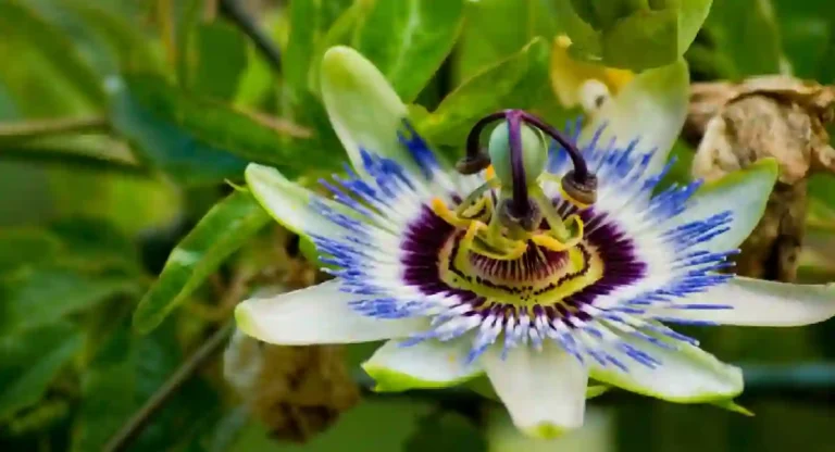 Passiflora Caerulea बद्दल 10 आश्चर्यकारक तथ्ये कोणती?