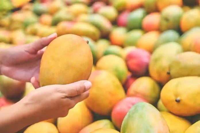 FSSAI Mangoes Alert : जास्त आंबे खाताय तर थांबा... FSSAIने दिला इशारा