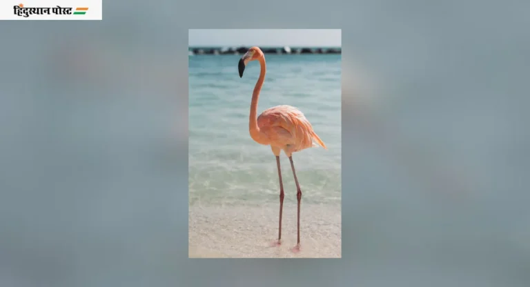 Flamingo Bird: एनआरआय कॉलनी नजीकच्या फ्लेमिंगो स्पॉटवर विशेष स्वच्छता मोहीम