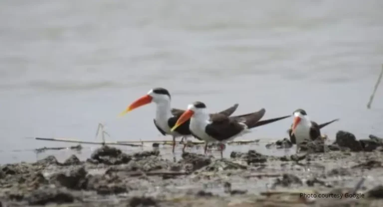 Bihar Bird Sanctuarie: बिहारमधील ‘या’ २ पक्षी अभयारण्यांचा पाणथळ क्षेत्रांच्या जागतिक यादीत समावेश