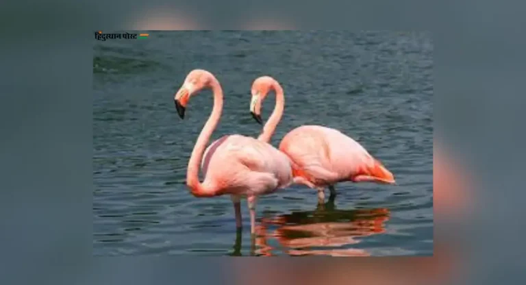 Flamingo Death: फ्लेमिंगोच्या मृत्यूची हरित न्यायाधीकरणाकडून दखल; राज्य वनविभाग आणि पाणथळ प्राधिकारणांना बजावल्या नोटिसा