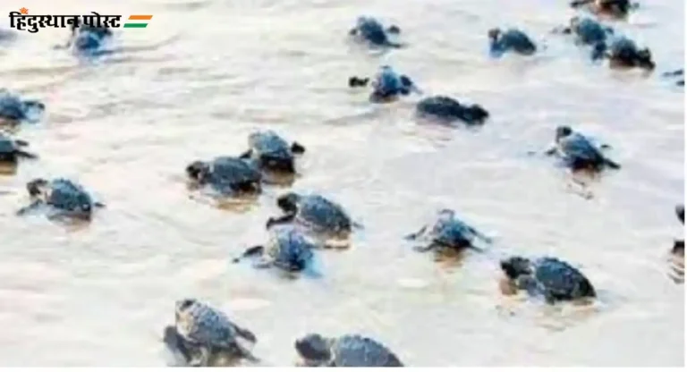 Sea Turtles : कोकणात दीड लाखांहून अधिक सागरी कासवांचे संवर्धन