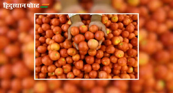 Tomato Prices : टोमॅटोने गाठली शंभरी, दर आणखी वाढण्याची शक्यता