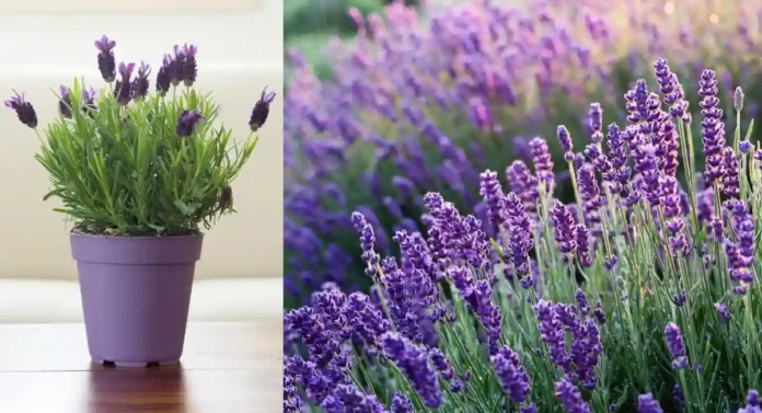 Lavender Flower : मनमोहक सुगंध देणाऱ्या लॅव्हेंडरची लागवड कशी करावी ?