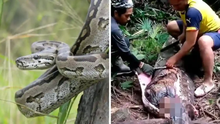 Video Python Swallows Woman Whole: ४ मुलांच्या आईला अजगराने गिळलं जिवंत; पोट फाडून काढला मृतदेह