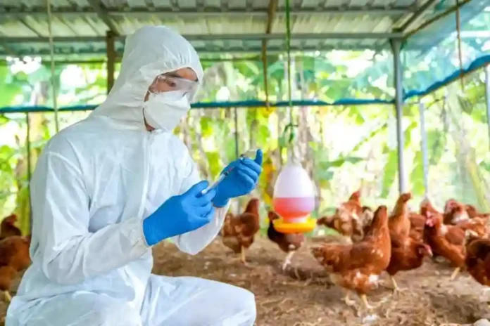 पुढील महामारी Bird flu ? अमेरिकेत ९ कोटी कोंबड्यांमध्ये पसरला रोग