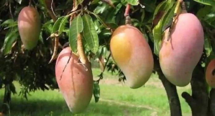 Amrapali Mango झाड कसे वाढवावे?