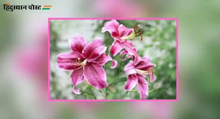 Lily Flower : लिलीच्या फुलाचे रोपटे कसे लावाल आणि काळजी कशी घ्याल?