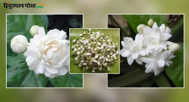 Mogra Flower : घरी मोगर्‍याचे रोप कसे लावाल आणि कशी घ्याल काळजी?