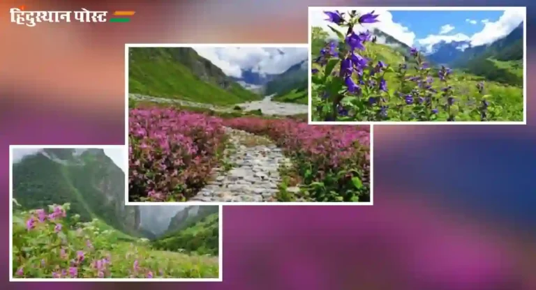 valley of flowers uttarakhand : उत्तराखंडमधील “व्हॅली ऑफ फ्लॉवर्स”ची काय आहेत वैशिष्ट्ये, का येतात इथे लाखो लोक?