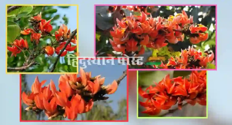 palash tree : पलाशचे झाड म्हणजे म्हणजे काय? काय आहेत पलाश झाडाचे फायदे?