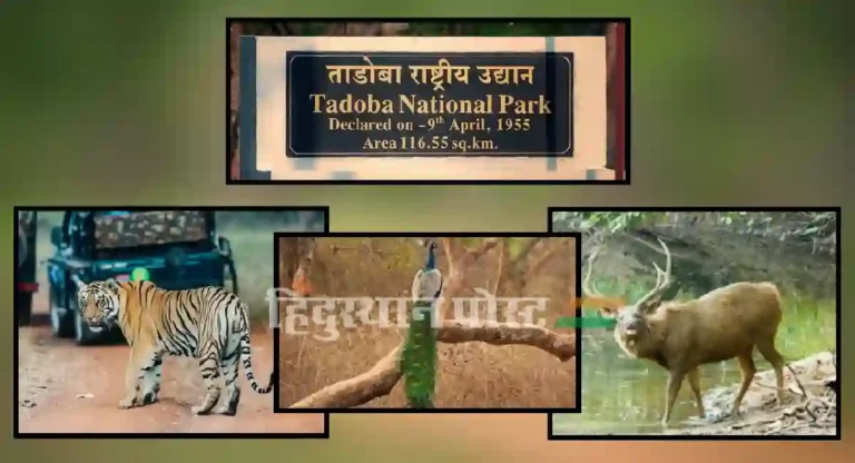 tadoba national park : ताडोबा अभयारण्यात जाणार आहात? मग आधी हा लेख वाचा