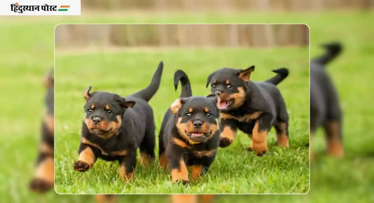 तुम्ही Rottweiler dog घ्यायचा विचार करत आहात ? मग ही माहिती अवश्य वाचा 