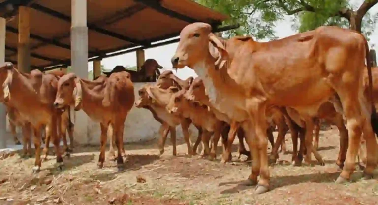 Cow : शासनाकडून गायीला राज्यमाता दर्जा 