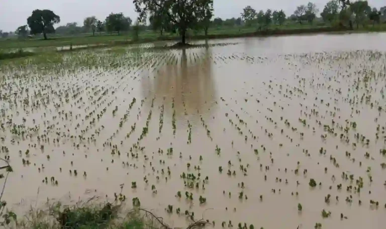 Heavy Rain: मराठवाडा, विदर्भाला पुराचा फटका! १२ जणांचा मृत्यू, पिके वाहून गेली, जनावरे दगावली