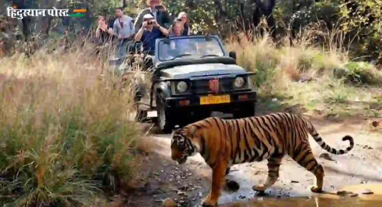 Tadoba Tiger Reserve चे दरवाजे २ ऑक्टोबरपासून उघडणार