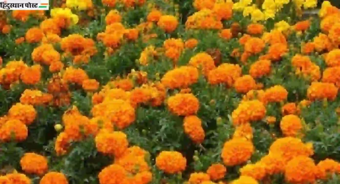 Marigold Price : फुलांचा दरवळ महागला ; दसऱ्यानिमित्त प्रतिकिलो झेंडूने गाठली शंभरी