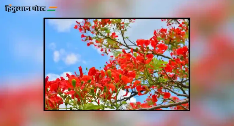 gulmohar plant : गुलमोहर झाडाचे वैशिष्ट्य तुम्हाला माहिती आहे का? मग हा लेख वाचा!