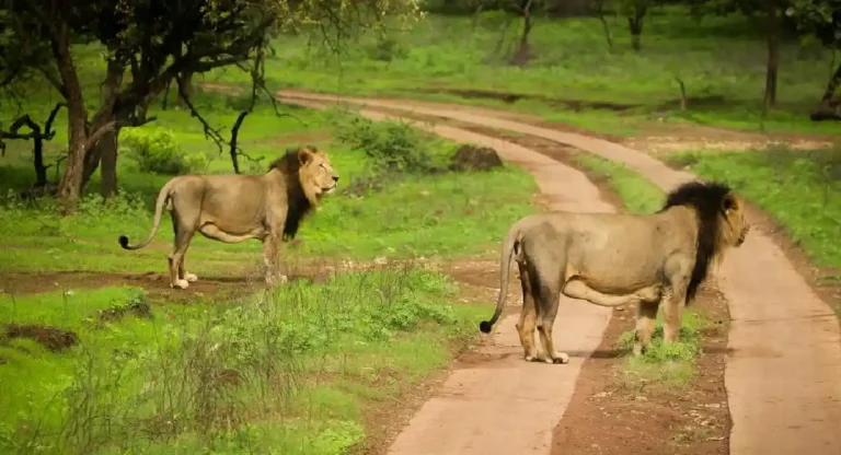 Devalia Safari Park : देवलिया सफारी पार्कला भेट देण्यासाठी सर्वोत्तम वेळ कोणती ?