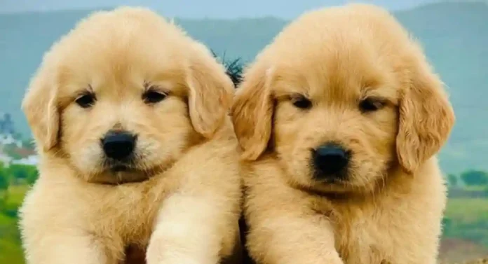 Golden Retriever Price in India : घरी कुत्रा पाळण्याची तयारी करताय? जाणून घ्या गोल्डन रिट्रिव्हरची किमत