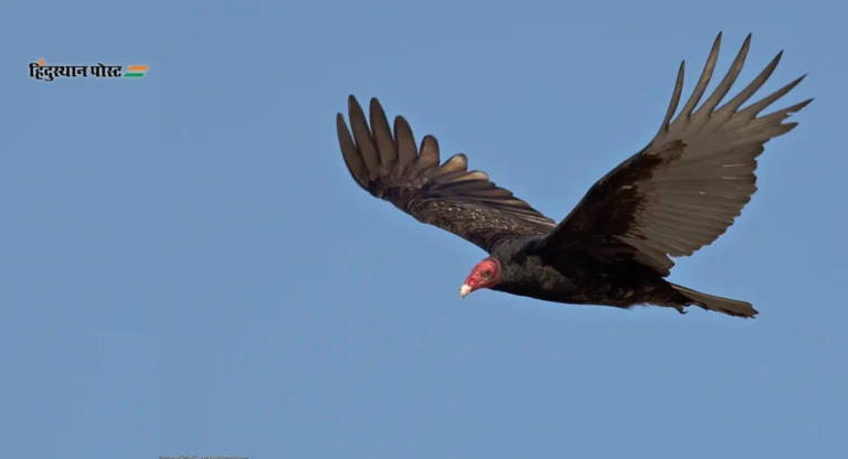 Vulture Migration : ताडोबातील गिधाड ४००० किमीचे अंतर पार करत पोहोचले तामिळनाडूत