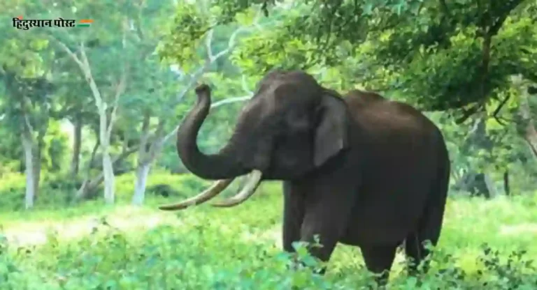 Anarkali Elephant: राणीच्या बागेत आता हत्तीचे दर्शन नाही