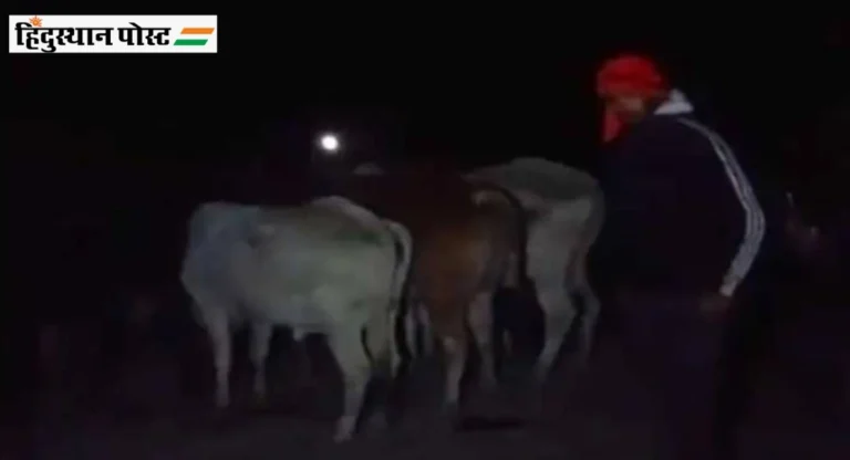 Uttar Pradesh मध्ये गोरक्षकांनी केली १०० गाईंची तस्करांच्या तावडीतून सुटका