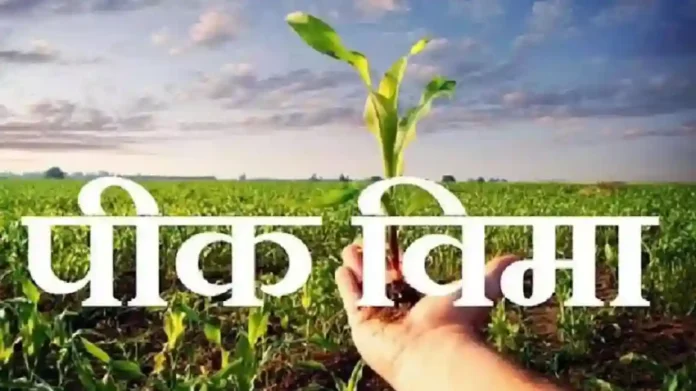 Bogus crop insurance : ४२ हजार जणांनी उतरविला बोगस पीकविमा