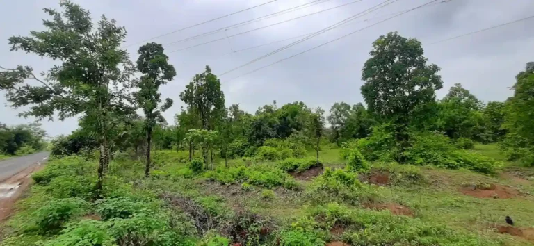 Chandrapur Forest Area: चंद्रपुरात कमी होतय घनदाट वनक्षेत्र; सर्वेक्षणातून धक्कादायक वास्तव समोर!