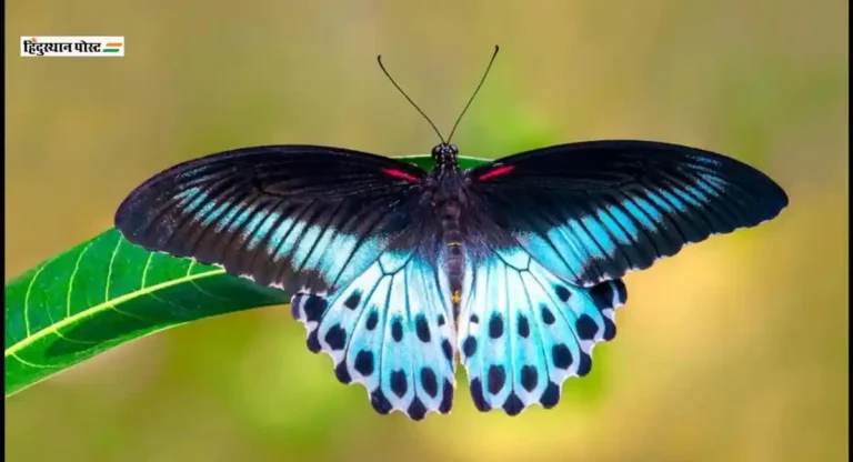 Mumbai Butterfly Festival: फुलपाखरांची घटती संख्या ही निसर्गाकडून धोक्याची घंटा; पर्यावरण तज्ञांनी व्यक्त केली चिंता