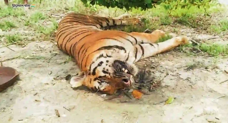 Tiger Death: महाराष्ट्रात चाललंय काय? 22 दिवसांत 11 वाघांचा मृत्यू; नेमकं कारण काय?